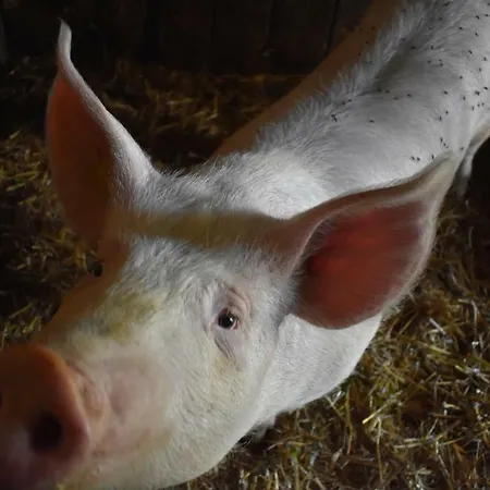 公寓 Vorderstuhlhof 克雷纳尔